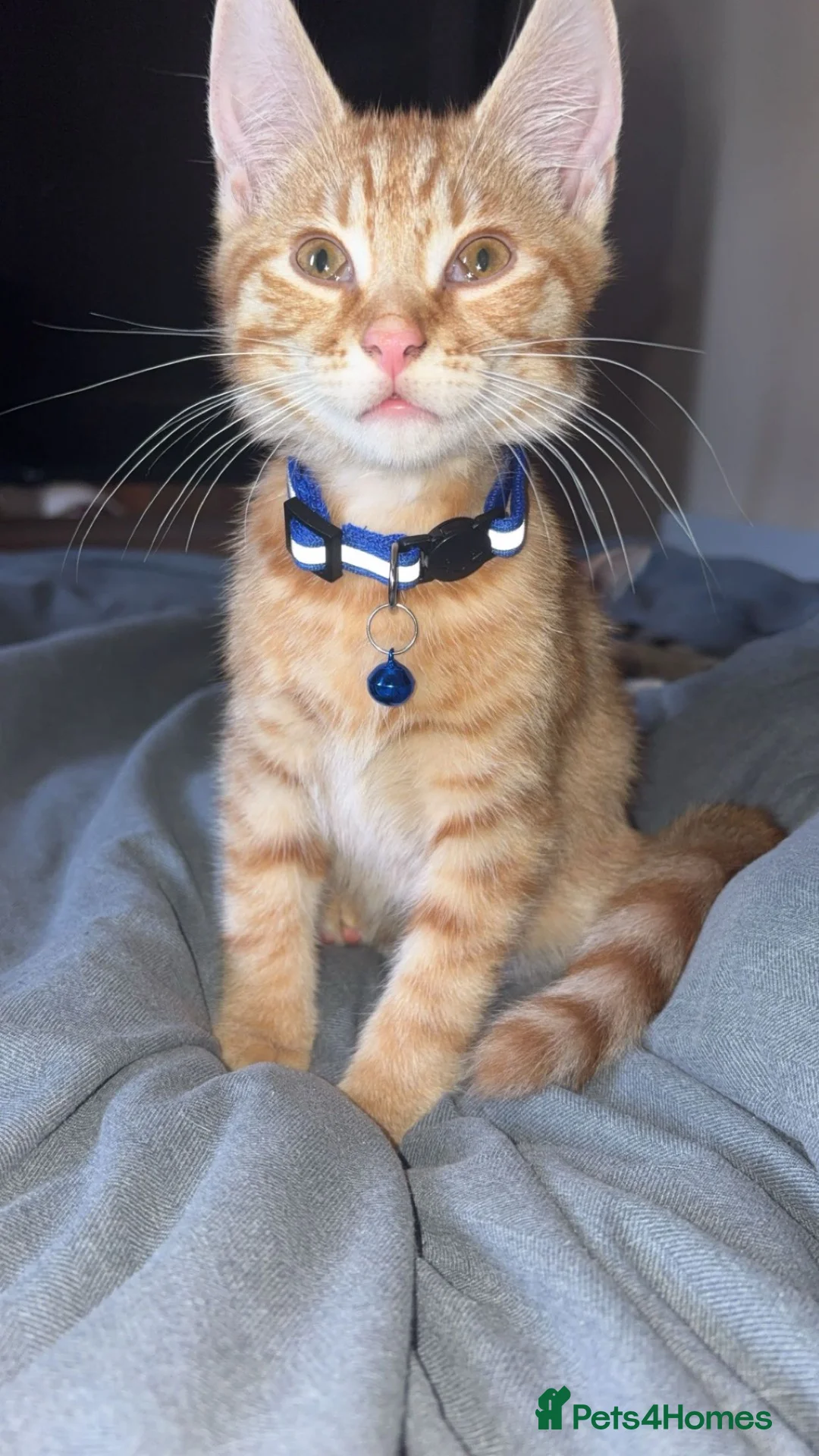 Mixed Breed cats for sale: Mixed ginger kitten - Advert 1
