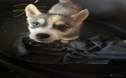 Siberian Husky dogs for sale: Five husky puppies for sale - Image 10