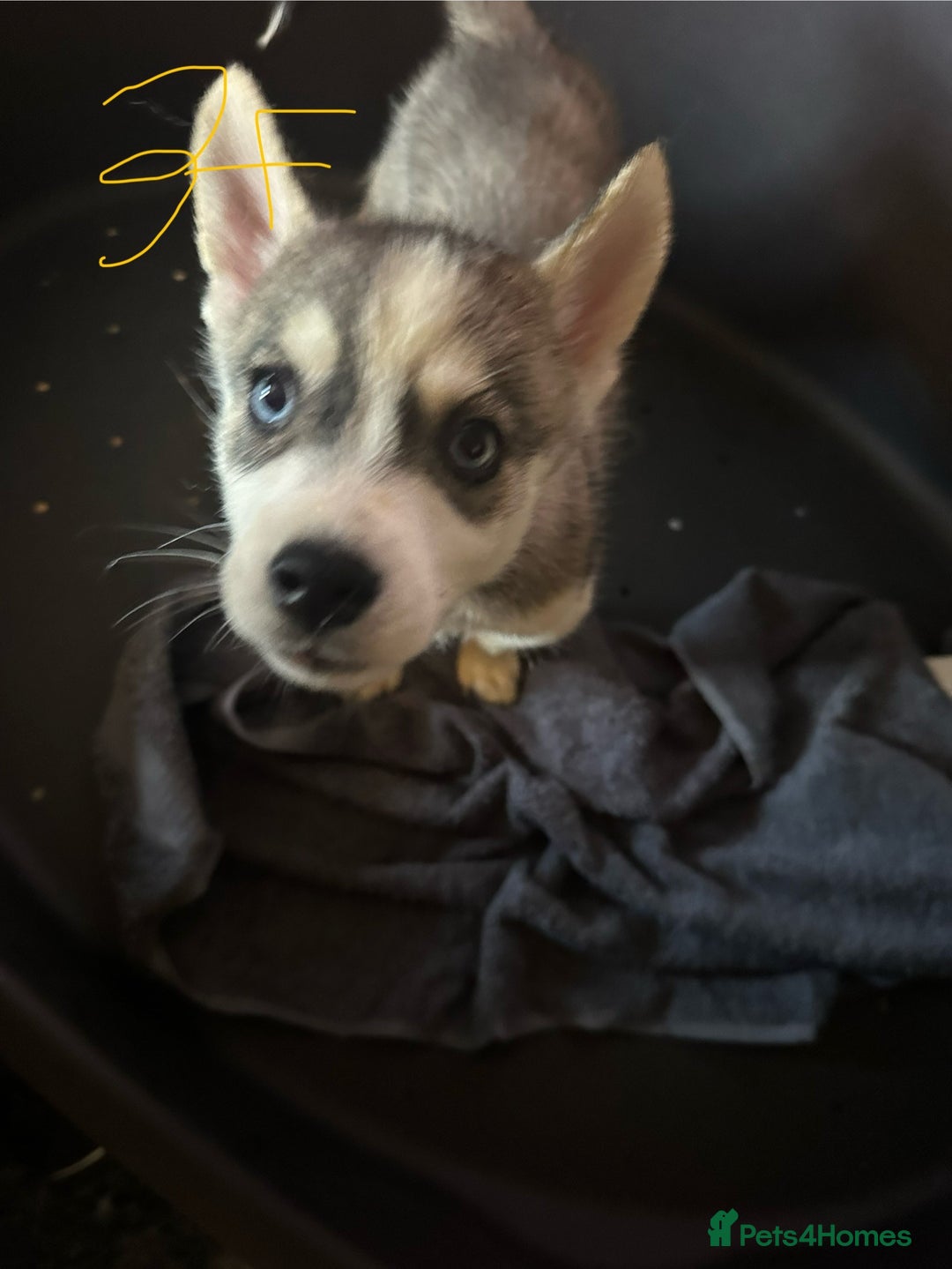 Siberian Husky dogs for sale: Five husky puppies for sale - Image 10