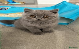 British Shorthair cats for sale: READY COLLECTION THIS WEEKEND! Bsh babies  - Image 25