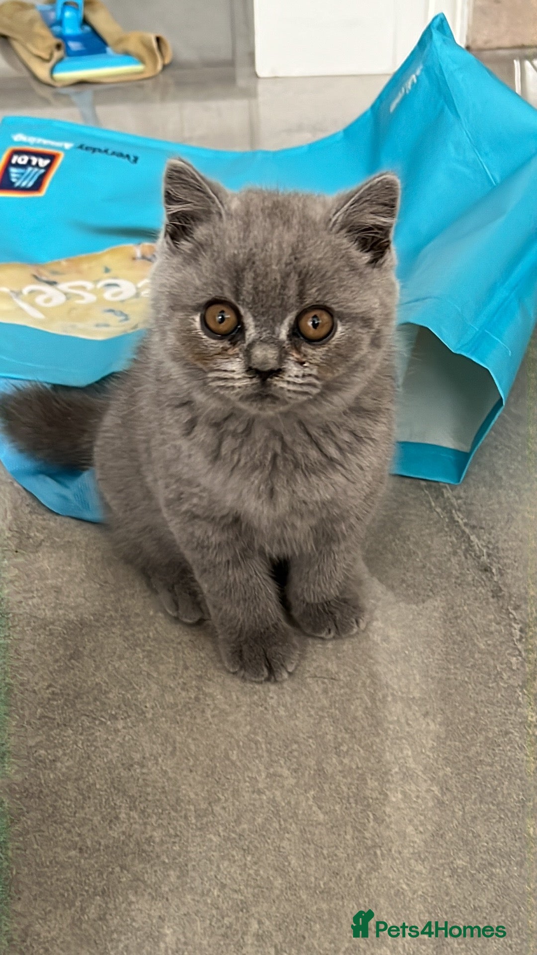 British Shorthair cats for sale: READY COLLECTION THIS WEEKEND! Bsh babies  - Image 25