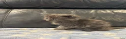 Nebelung cats for sale: Nebulung kittens - Advert 6