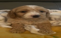 Cockapoo dogs for sale: 5 beautiful F1 cockerpoos  - Image 13