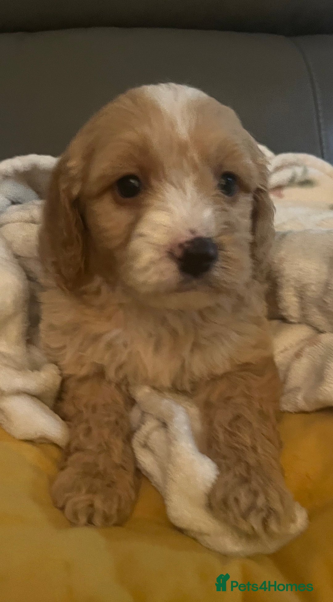 Cockapoo dogs for sale: 5 beautiful F1 cockerpoos  - Image 13