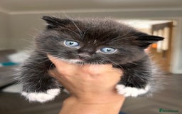 British Shorthair cats for sale: Adorable kittens ready to go 💙🩷 - Image 11