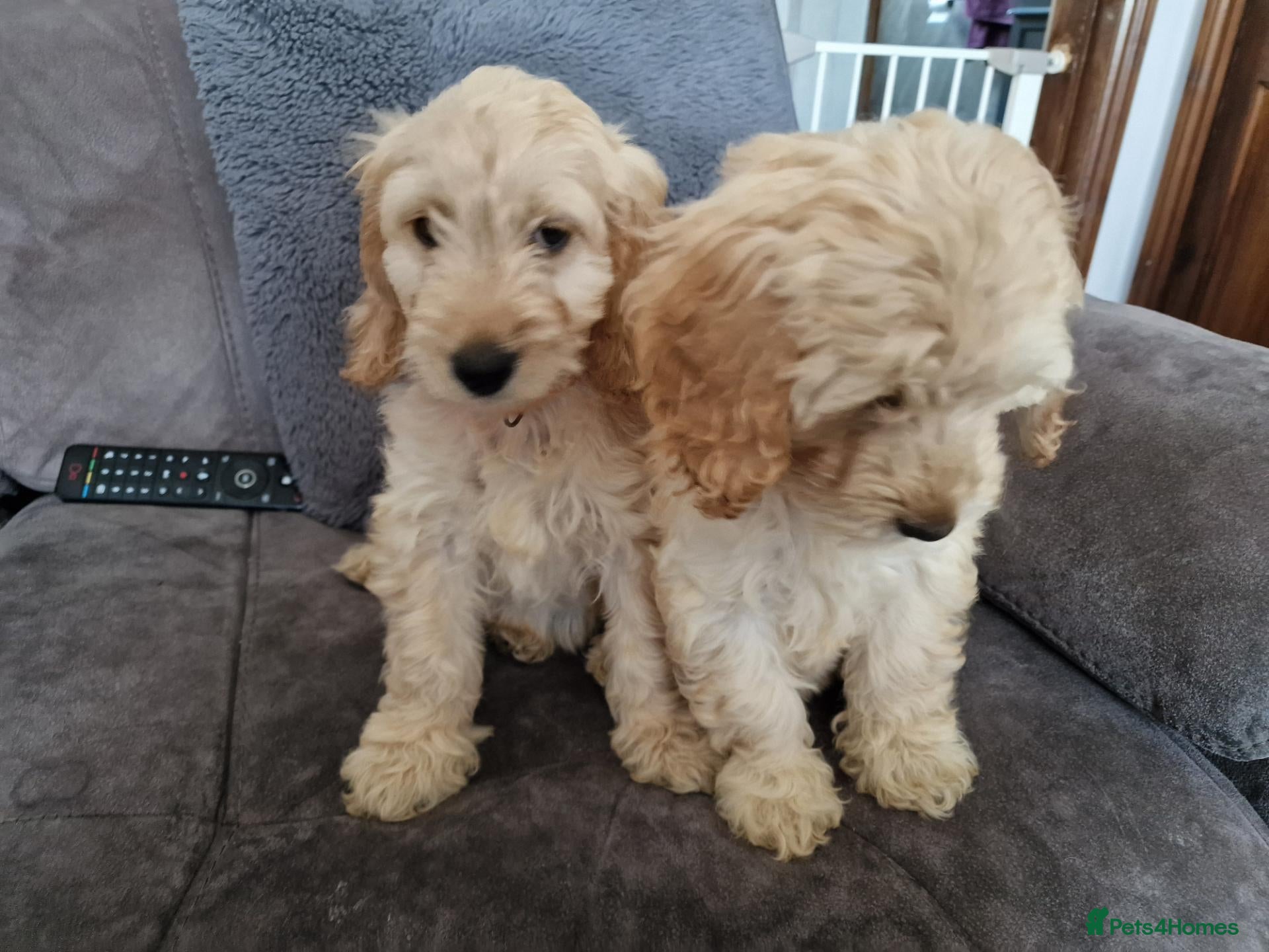 Cockapoo dogs 5 month old Cockapoo female puppies - Advert 1