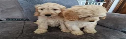 Cockapoo dogs for sale: 5 month old Cockapoo female puppies - Advert 1