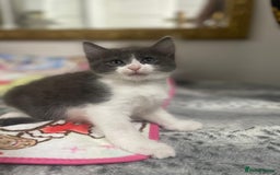Mixed Breed cats for sale: Mix maine cone kittens  - Image 17