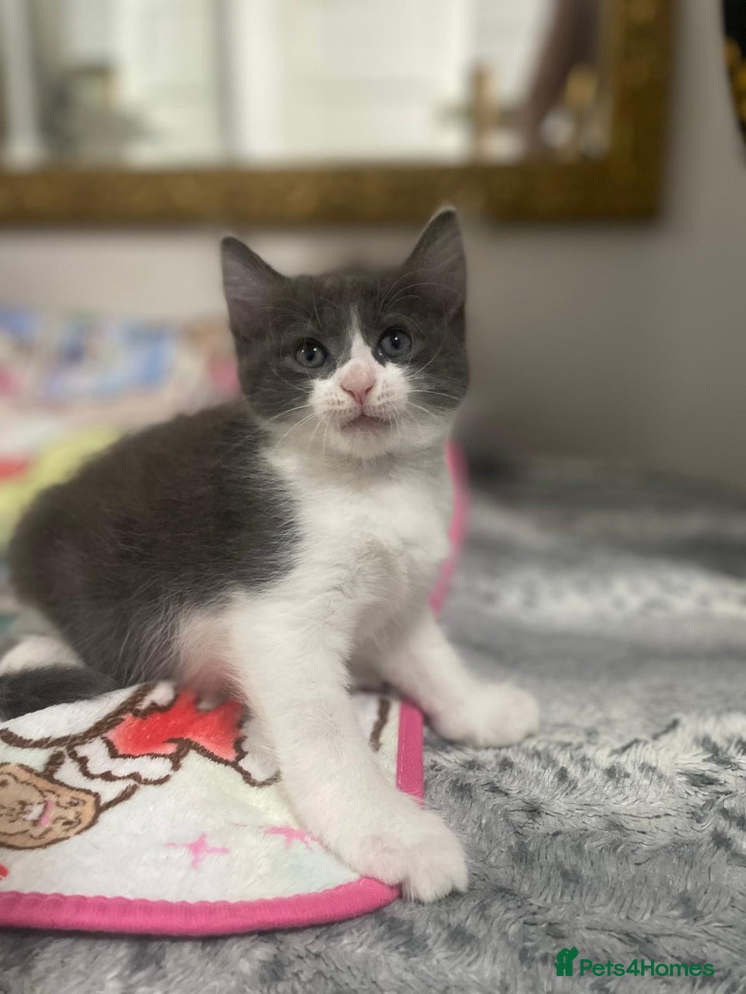 Mixed Breed cats for sale: Mix maine cone kittens  - Image 17
