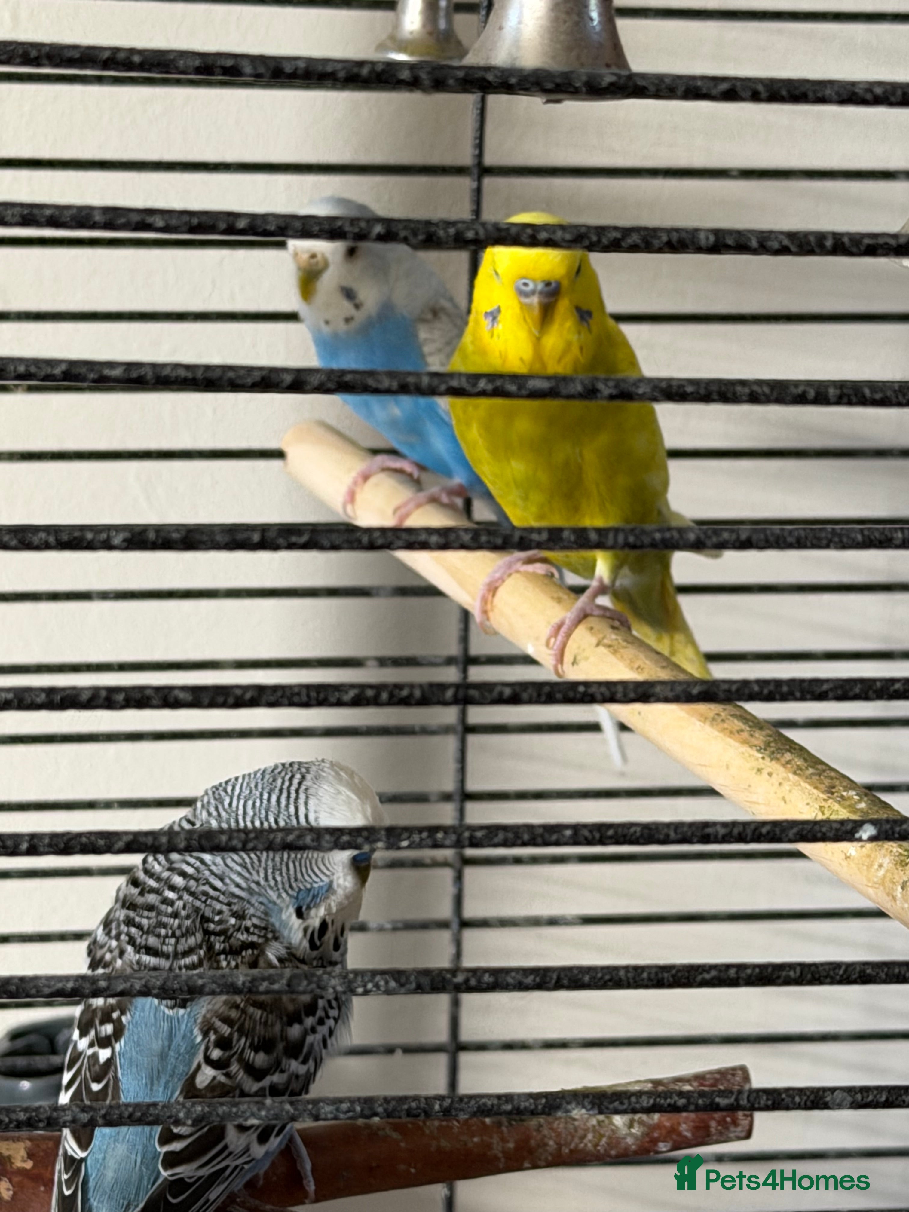 Budgerigars birds 3 budgies for sale ( 1 male and 2 females) - Advert 1