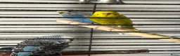 Budgerigars birds for sale: 3 budgies for sale ( 1 male and 2 females) - Advert 1