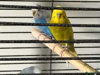 Budgerigars birds 3 budgies for sale ( 1 male and 2 females) - Advert 12