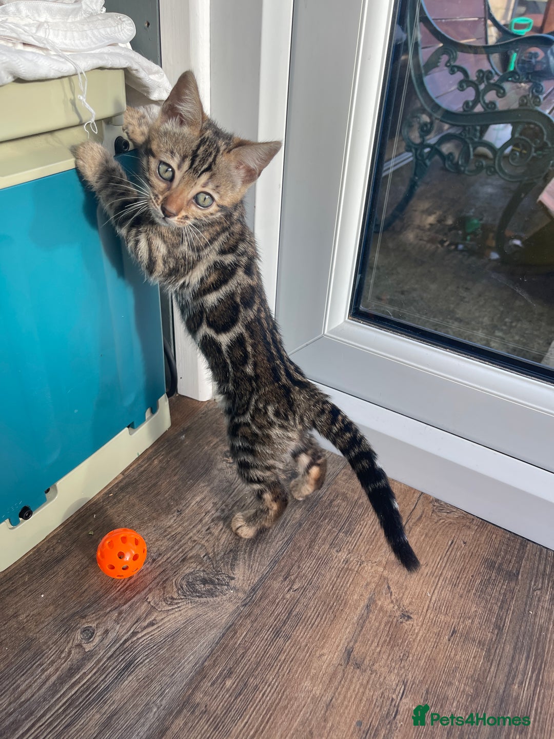 Bengal cats for sale: Bengal kitten girl for sale-Stunning 3-color Roset - Advert 8