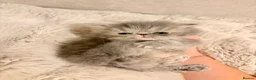 Persian cats for sale: STUNNING PERSIAN KITTENS🩷🩵 - Advert 5