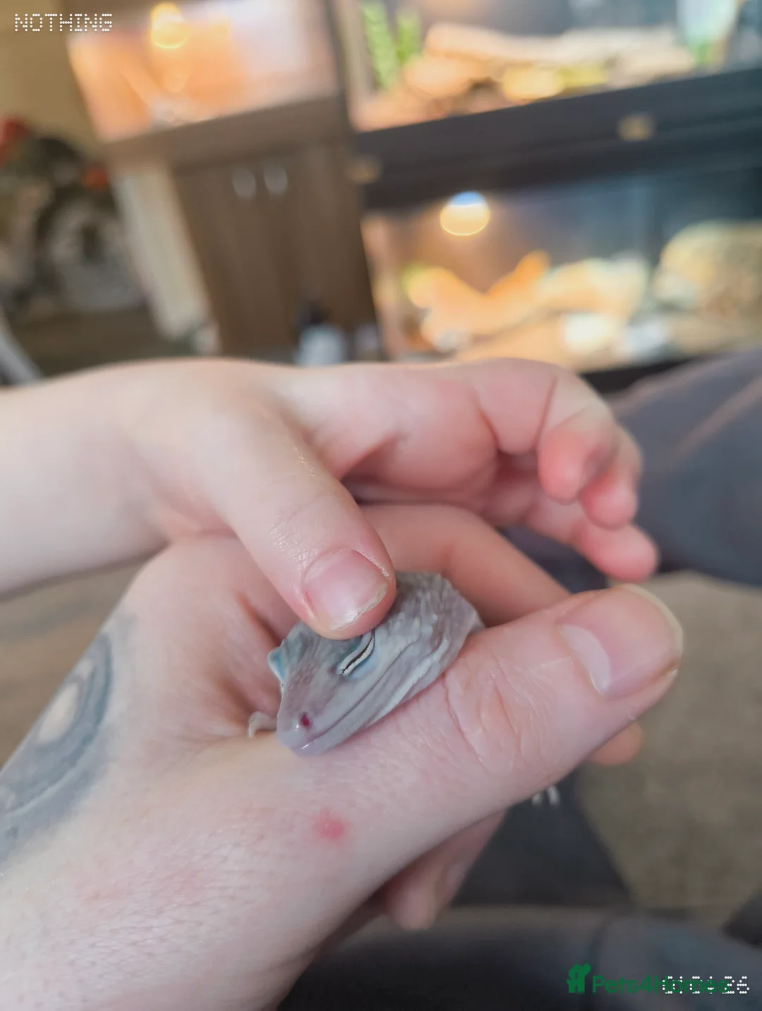 Gecko reptiles for sale: Female juvenile gecko full set up included - Advert 3