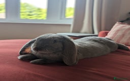 French Lop rabbits for sale: Female french lop for rehoming  - Image 2