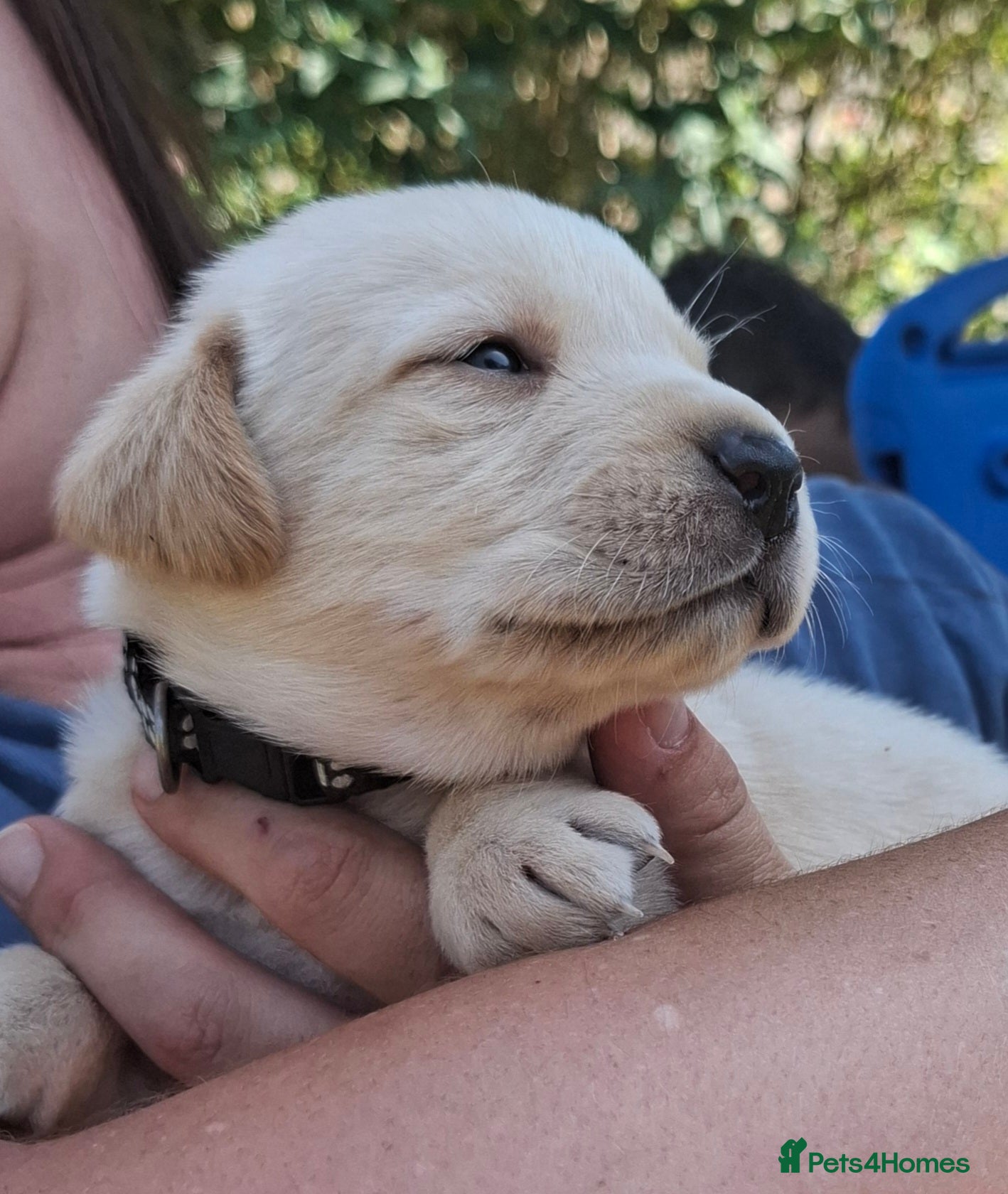 Labrador Retriever dogs **Only 1 Beautiful Boy Remaining** - Advert 1