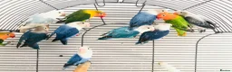 Lovebirds birds for sale: Beautiful young lovebirds for sale. - Advert 4