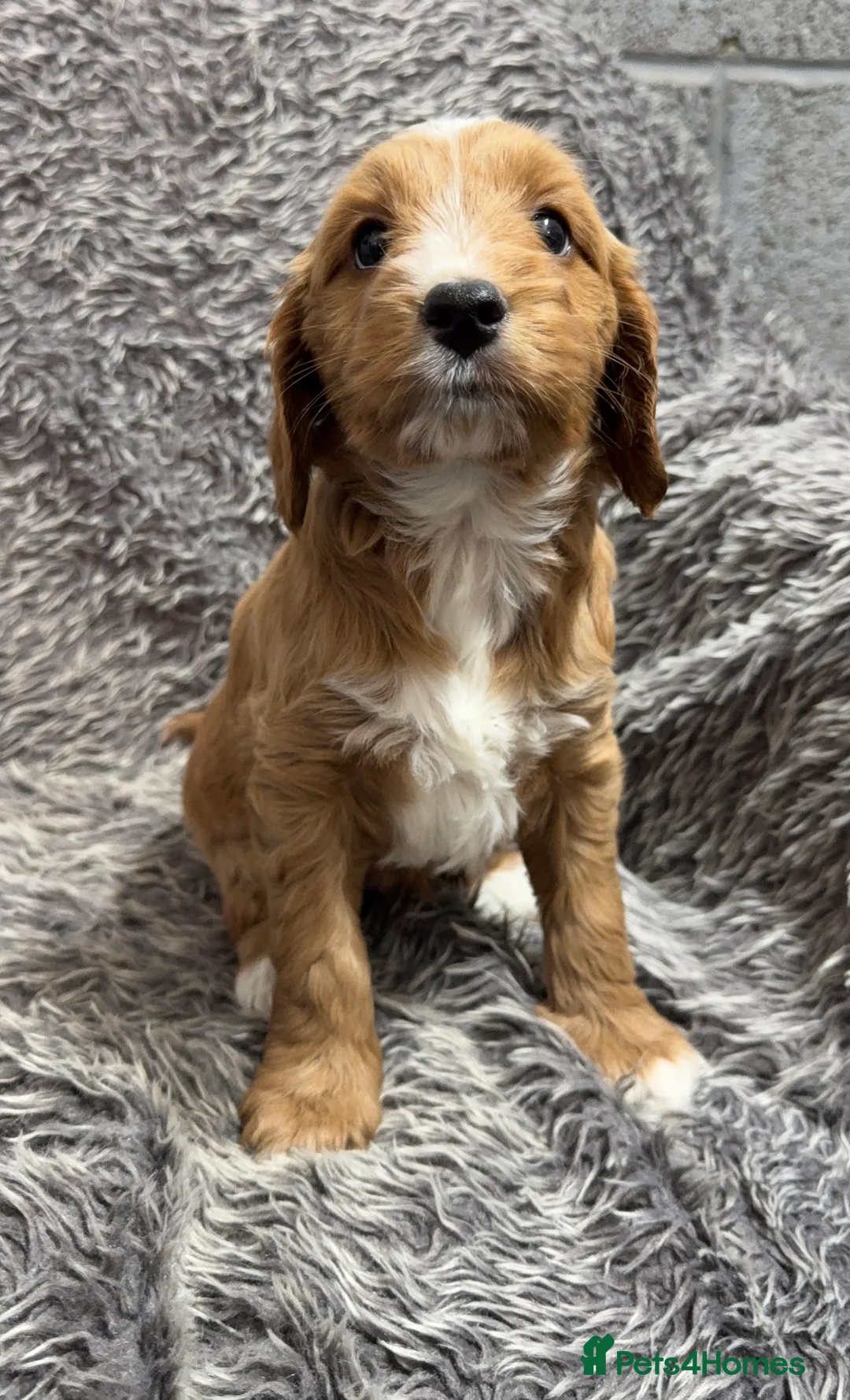 Cockapoo dogs for sale: Gorgeous red F1B cockapoo puppies - Advert 1