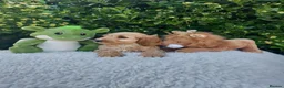 Cavapoo dogs for sale: Exceptional F1 Cavapoo Teddy Bears all males - Advert 6