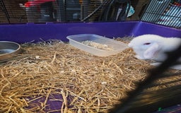 Mini Lop rabbits for sale: 3 x Mini lop baby bunnies/rabbits - Image 3