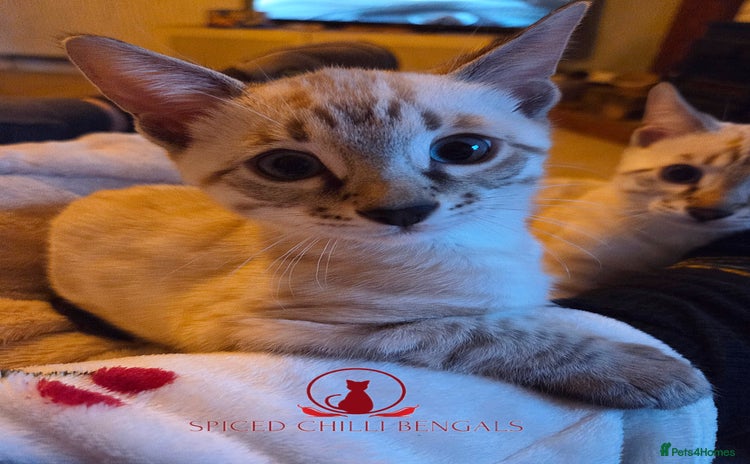 Bengal cats - Advert 13