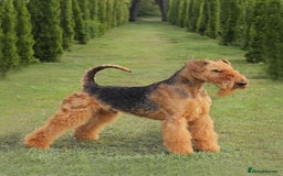 Airedale Terrier dogs for sale: KC Airedale Waitlist🌟🐾 - Image 2