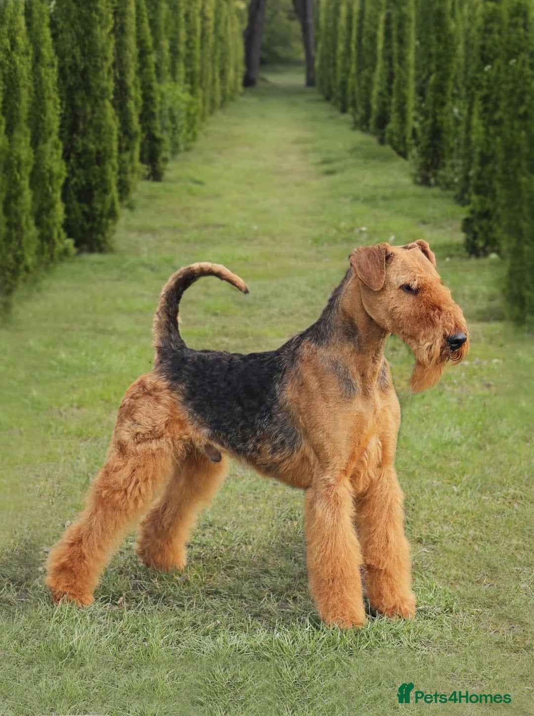 Airedale Terrier dogs for sale: KC Airedale Waitlist🌟🐾 - Image 2