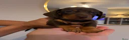 Miniature Dachshund dogs for sale:  🍫 Beautiful Chocolate & Tan Mini Dachshunds  - Advert 7