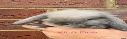 Mini Lop rabbits for sale: Purebred Mini Lops - Advert 12