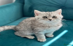 British Shorthair cats for sale: 😻Beautiful BSH Active GCF Kittens🌈 Ready Now! - Image 18