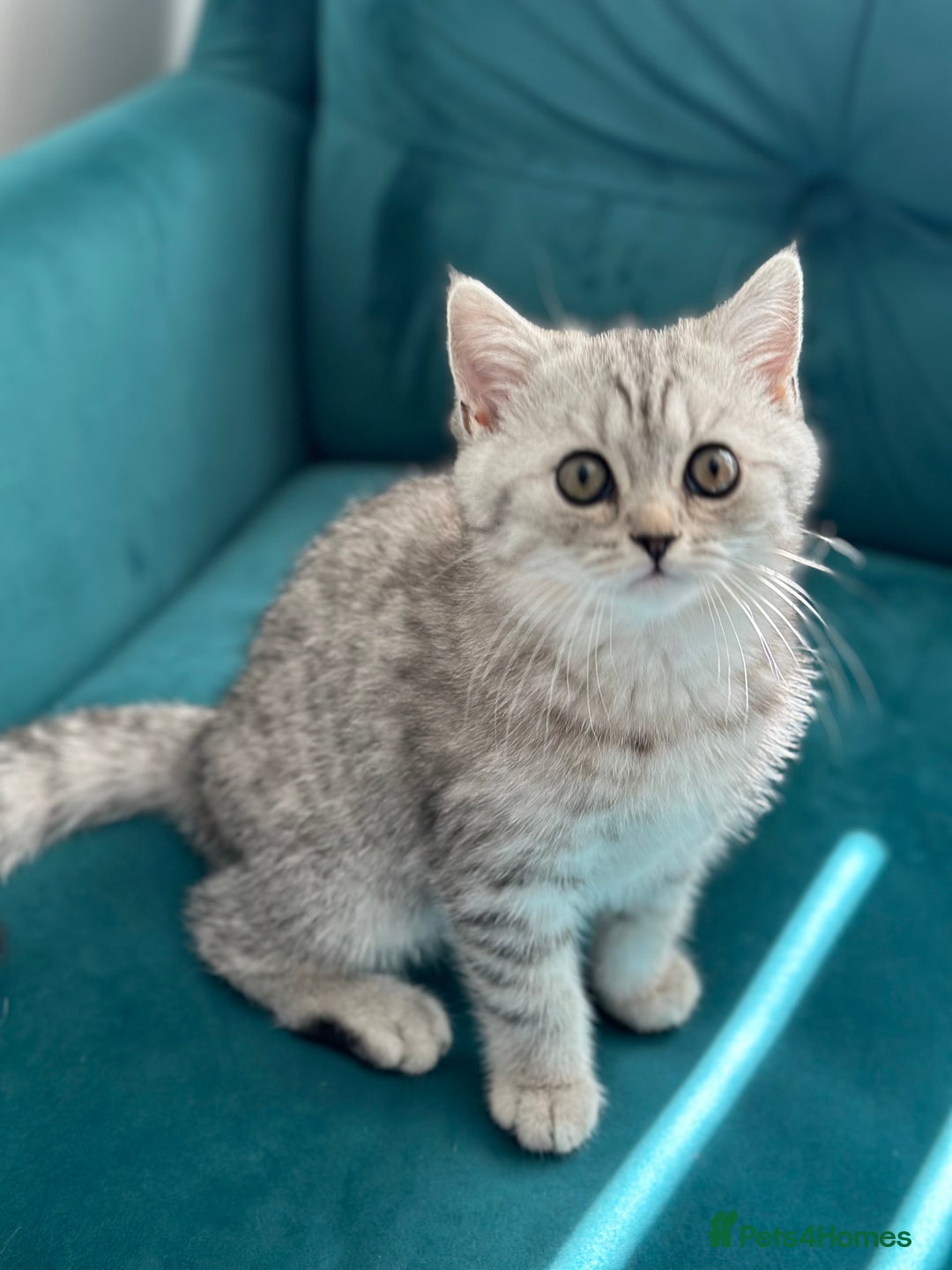British Shorthair cats for sale: 😻Beautiful BSH Active GCF Kittens🌈 Ready Now! - Image 18