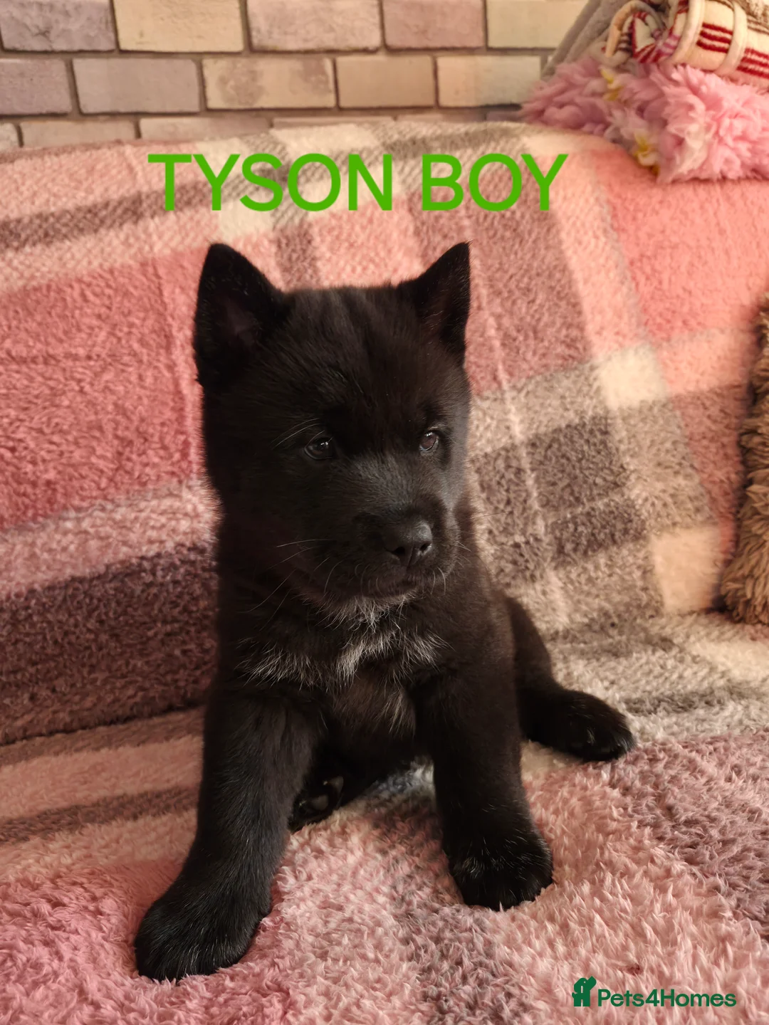 Mixed Breed dogs for sale: Siberian husky/ chow chow (chowski) - Advert 10