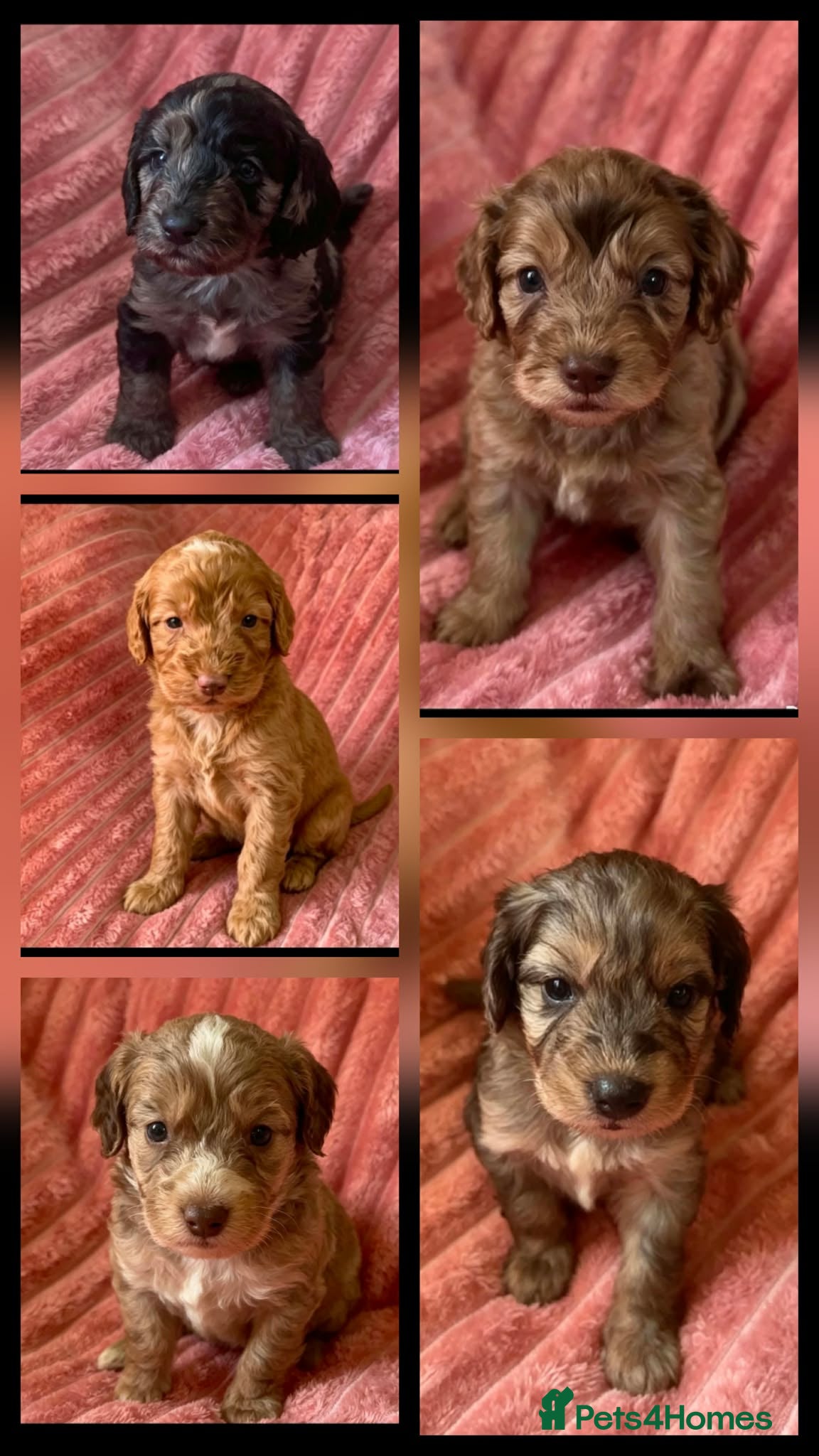 Cockapoo dogs LAST 4 F1 Cockapoo ready now !! - Advert 12