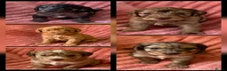 Cockapoo dogs for sale: F1 Cockapoo puppies - Advert 9