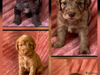 Cockapoo dogs LAST 4 F1 Cockapoo ready now !! - Advert 12