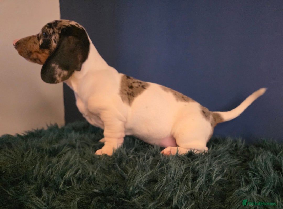 Dachshund dogs for sale: KC Registered Shorthaired dachshunds  - Advert 16