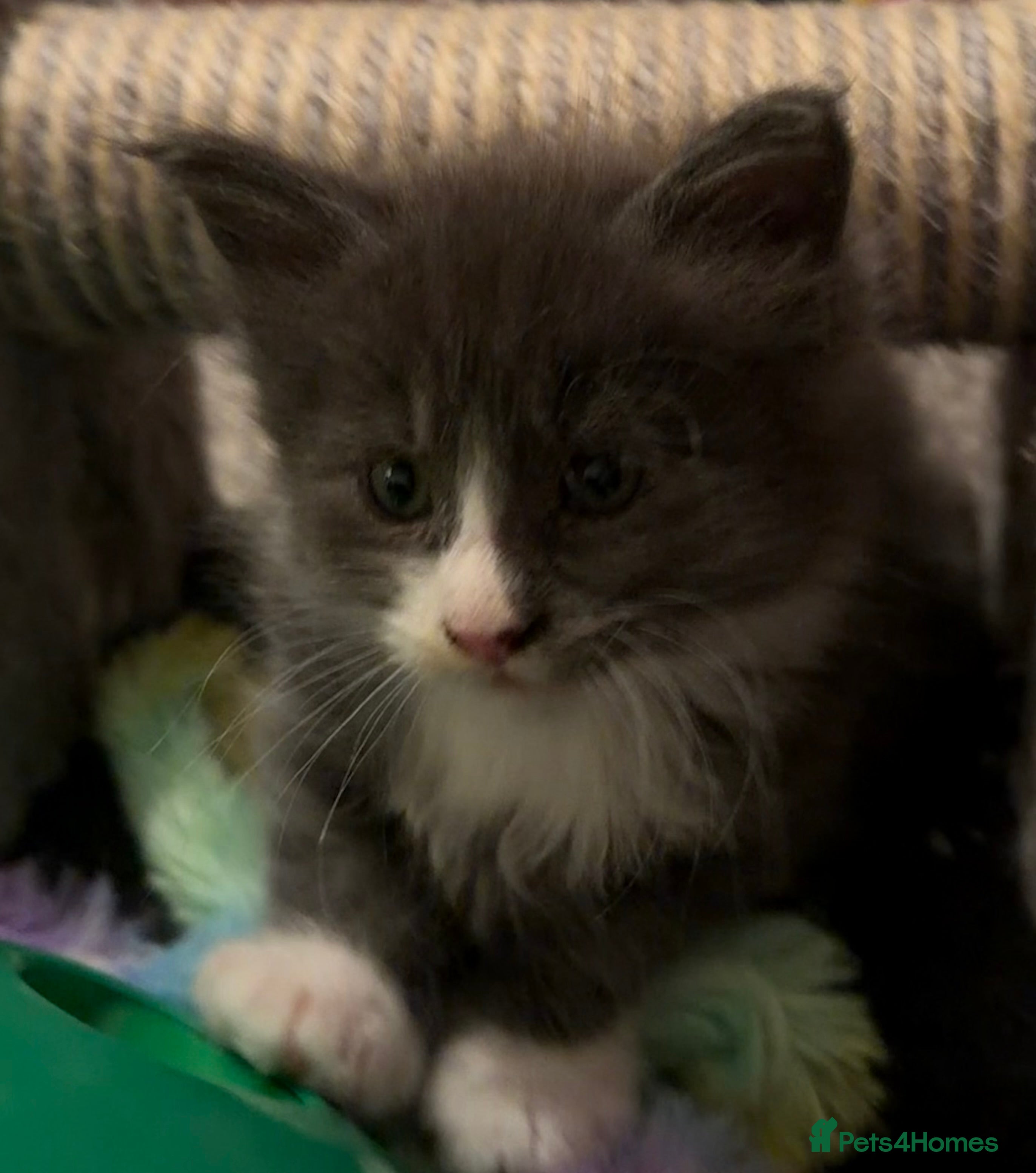 Maine Coon cats Unsexed greys with white mittens - Advert 1