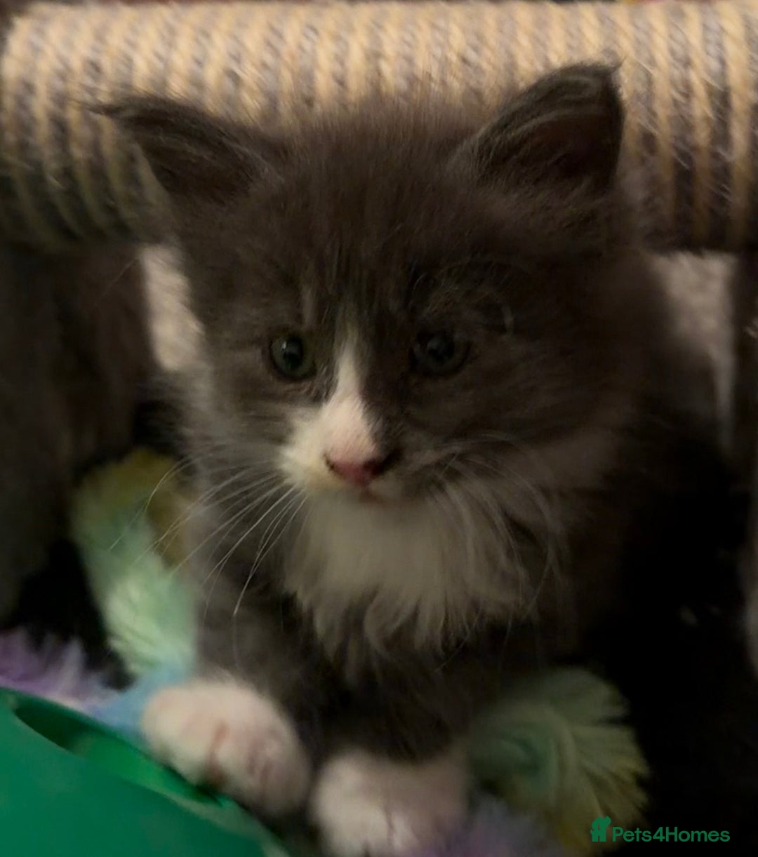 Maine Coon cats for sale: Unsexed greys with white mittens - Advert 1