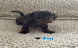 Miniature Dachshund dogs for sale: Cute Chocolate & Tan Miniature Dachshund Puppies - Image 3