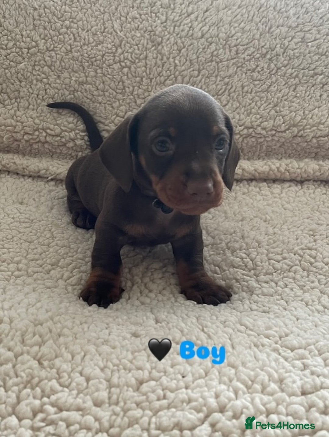 Miniature Dachshund dogs for sale: Cute Chocolate & Tan Miniature Dachshund Puppies - Image 3
