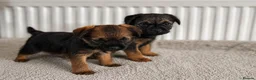 Border Terrier dogs for sale: Two Girl Border Terrier puppies in Slough - Advert 4