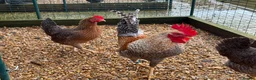 Chickens poultry for sale: Beautiful Trios of Bantams - Advert 4