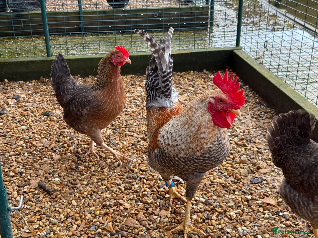 Chickens poultry for sale: Beautiful Trios of Bantams - Advert 4
