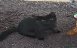 Domestic Shorthair cats for sale: 4 Adorable Kittens Ready for their Forever Homes! - Image 13