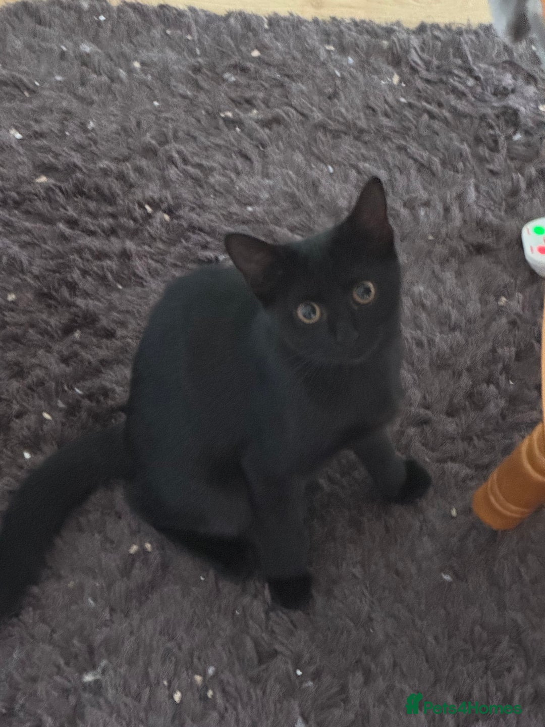 Domestic Shorthair cats for sale: 4 Adorable Kittens Ready for their Forever Homes! - Image 13