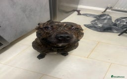 Mixed Breed dogs for sale: Stuffy - Image 5