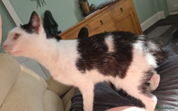 Domestic Shorthair cats for sale: 2 Adult Cats (1 male/1 female). FREE TO GOOD HOME - Image 6