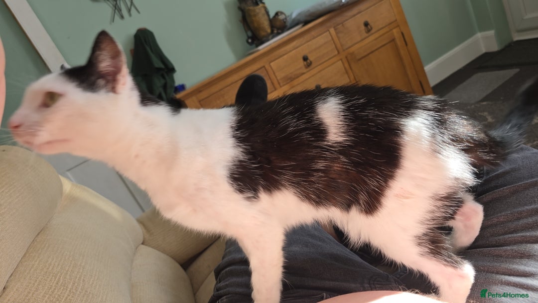 Domestic Shorthair cats for sale: 2 Adult Cats (1 male/1 female). FREE TO GOOD HOME - Image 6