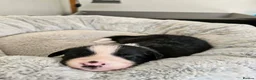 Border Collie dogs for sale: Border Collie Puppies - Advert 14